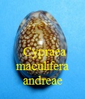 Cypraea maculifera andreae, Erdmann & Lorenz 2017